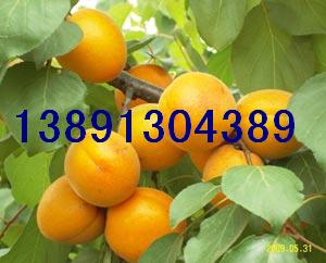 ӻؽ̫Ӯa(chn)؄PӃr