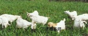 ߮a(chn)ݷN-_˹ϲ